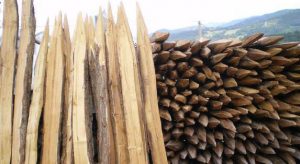 estacas de madera de acacia